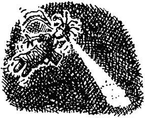 Иллюстрация к книге — Семейка монстров [_330.jpg]