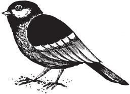 Иллюстрация к книге — Лимоны и синицы [_07.jpg]