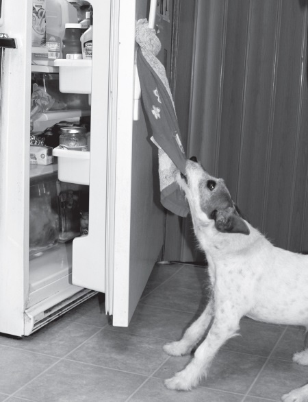 Иллюстрация к книге — Угги. Моя жизнь [Autogen_eBook_id34.jpg]