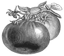 Иллюстрация к книге — Колобок и др. Кулинарные путешествия [i_002.jpg]