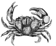 Иллюстрация к книге — Колобок и др. Кулинарные путешествия [i_008.jpg]