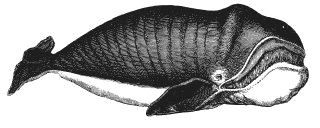 Иллюстрация к книге — Колобок и др. Кулинарные путешествия [i_020.jpg]