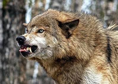 Иллюстрация к книге — Я украду твой голос [img5470.jpg]