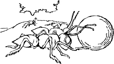 Иллюстрация к книге — Серые муравьи [i_001.jpg]