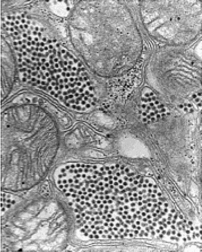 Иллюстрация к книге — Шестое вымирание [_08.jpg]