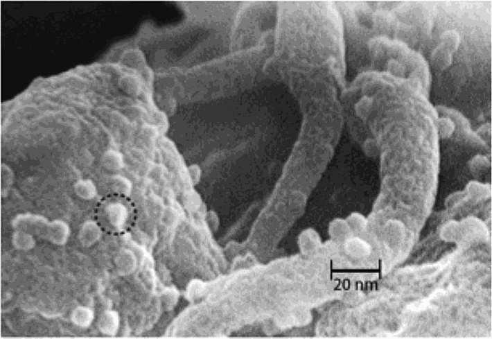 Иллюстрация к книге — Шестое вымирание [_09.jpg]