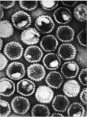 Иллюстрация к книге — Шестое вымирание [_12.jpg]