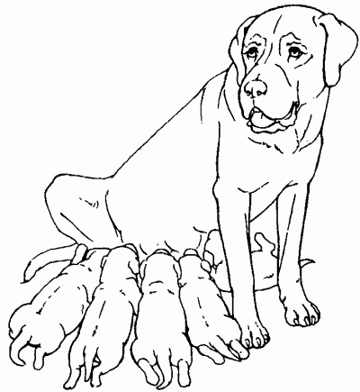 Иллюстрация к книге — Мы с Варварой ходим парой... [i_004.jpg]