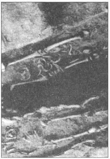 Иллюстрация к книге — Татары и русские в едином строю [i_031.jpg]