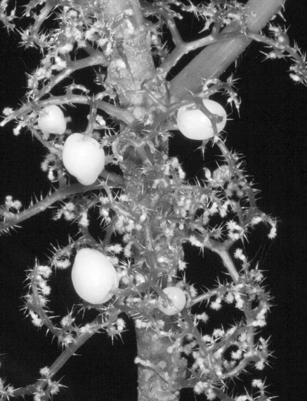 Иллюстрация к книге — Предсказание прошлого. Расцвет и гибель допотопной цивилизации [i_018.jpg]