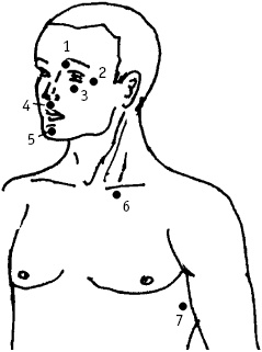 Иллюстрация к книге — Большой атлас целительных точек. Китайская медицина на страже здоровья и долголетия [_131.jpg]