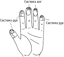 Иллюстрация к книге — Большой атлас целительных точек. Китайская медицина на страже здоровья и долголетия [_186.jpg]