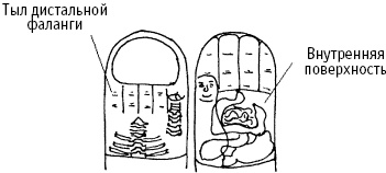 Иллюстрация к книге — Большой атлас целительных точек. Китайская медицина на страже здоровья и долголетия [_188.jpg]