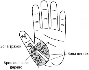 Иллюстрация к книге — Большой атлас целительных точек. Китайская медицина на страже здоровья и долголетия [_189.jpg]