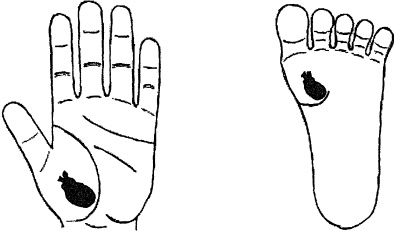 Иллюстрация к книге — Большой атлас целительных точек. Китайская медицина на страже здоровья и долголетия [_198.jpg]