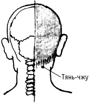 Иллюстрация к книге — Большой атлас целительных точек. Китайская медицина на страже здоровья и долголетия [_56.jpg]