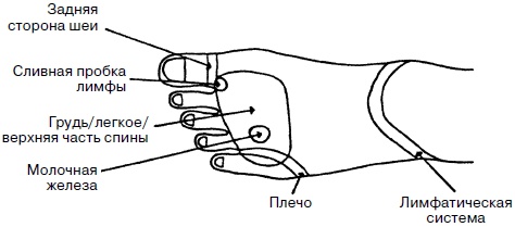 Иллюстрация к книге — Целительные точки нашего тела. Практический атлас [i_018.jpg]