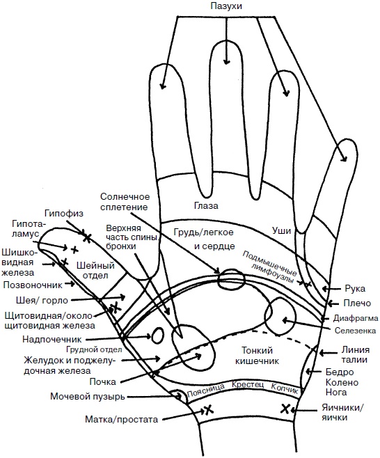 Иллюстрация к книге — Целительные точки нашего тела. Практический атлас [i_020.jpg]