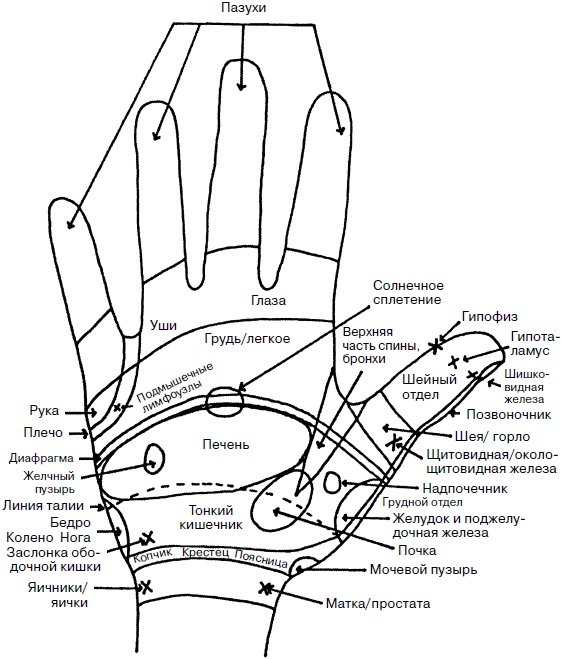 Иллюстрация к книге — Целительные точки нашего тела. Практический атлас [i_021.jpg]