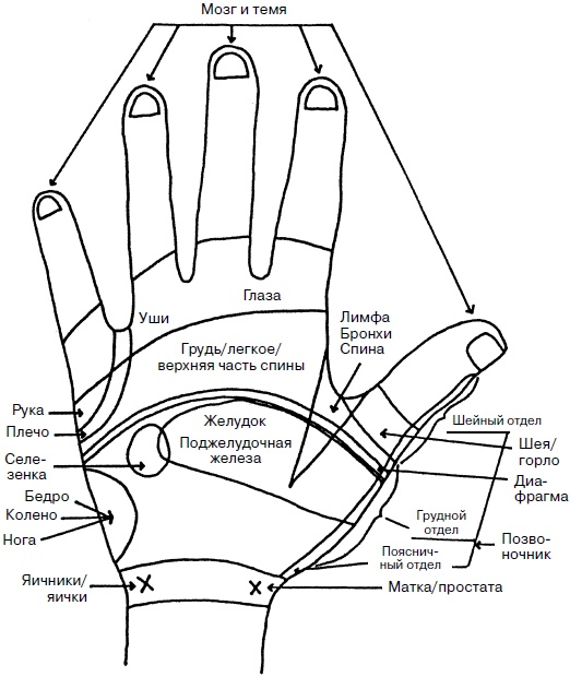 Иллюстрация к книге — Целительные точки нашего тела. Практический атлас [i_022.jpg]