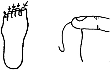 Иллюстрация к книге — Целительные точки нашего тела. Практический атлас [i_042.jpg]