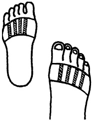 Иллюстрация к книге — Целительные точки нашего тела. Практический атлас [i_061.jpg]