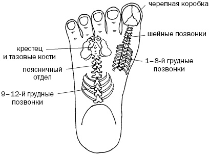Иллюстрация к книге — Простукивание активных точек - метод пробуждения целительной энергии. С подробным атласом [_44.jpg]
