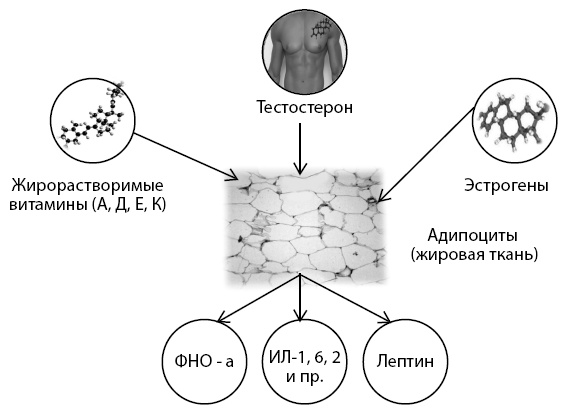 Иллюстрация к книге — Остеопороз. Руководство для практических врачей [i_009.jpg]
