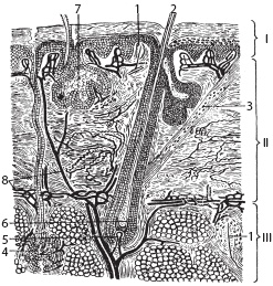 Иллюстрация к книге — Массаж. Уроки великого мастера [_16.jpg]