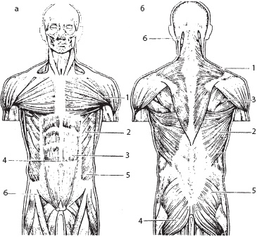Иллюстрация к книге — Массаж. Уроки великого мастера [_17.jpg]