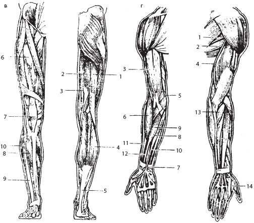 Иллюстрация к книге — Массаж. Уроки великого мастера [_18.jpg]