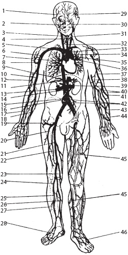 Иллюстрация к книге — Массаж. Уроки великого мастера [_19.jpg]