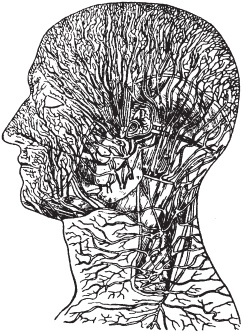 Иллюстрация к книге — Массаж. Уроки великого мастера [_23.jpg]