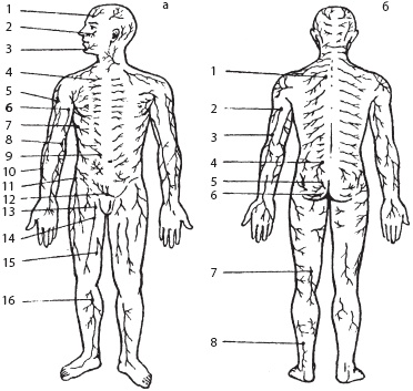 Иллюстрация к книге — Массаж. Уроки великого мастера [_26.jpg]