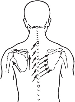 Иллюстрация к книге — Массаж. Уроки великого мастера [_67.jpg]