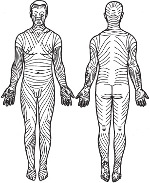 Иллюстрация к книге — Большой справочник по массажу [_01.jpg]