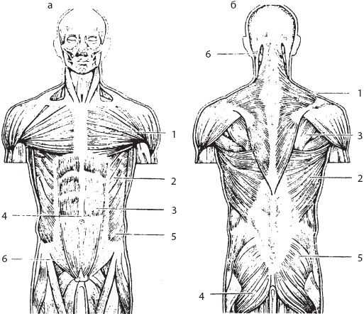 Иллюстрация к книге — Большой справочник по массажу [_17.jpg]