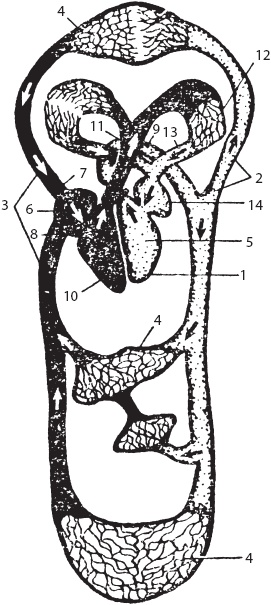 Иллюстрация к книге — Большой справочник по массажу [_20.jpg]