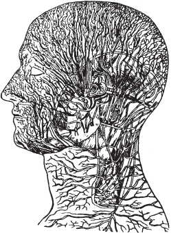 Иллюстрация к книге — Большой справочник по массажу [_23.jpg]