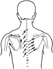 Иллюстрация к книге — Большой справочник по массажу [_67.jpg]