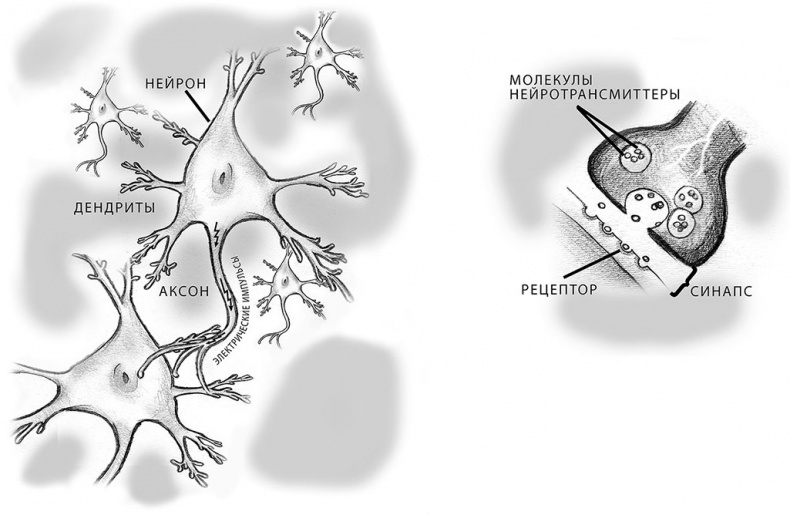 Иллюстрация к книге — Совершенный мозг [i_001.jpg]
