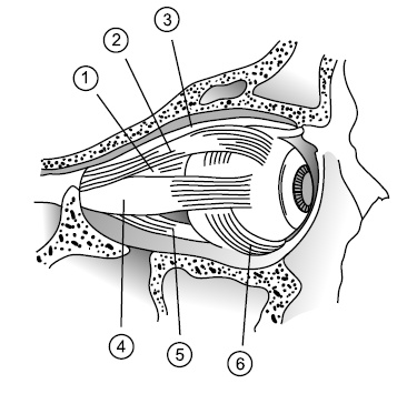 Иллюстрация к книге — Как улучшить зрение, когда тебе за... [i_002.jpg]