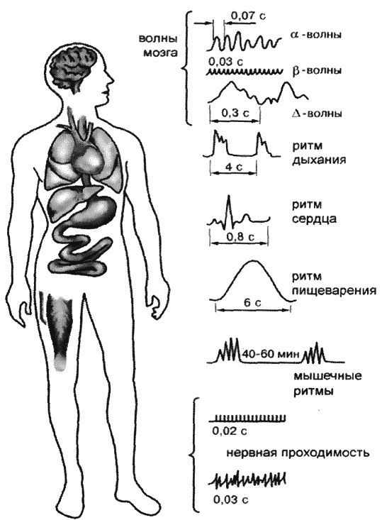 Иллюстрация к книге — Мозг против старения [_014.jpg]