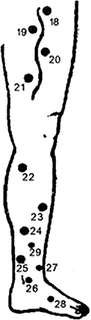 Иллюстрация к книге — Пиявки. Домашняя гирудотерапия [i_008.jpg]