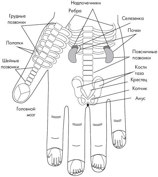 Иллюстрация к книге — Су-Джок. Самодиагностика и лечение [Autogen_eBook_id1.jpg]