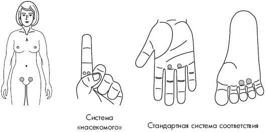 Иллюстрация к книге — Су-Джок. Самодиагностика и лечение [Autogen_eBook_id116.jpg]