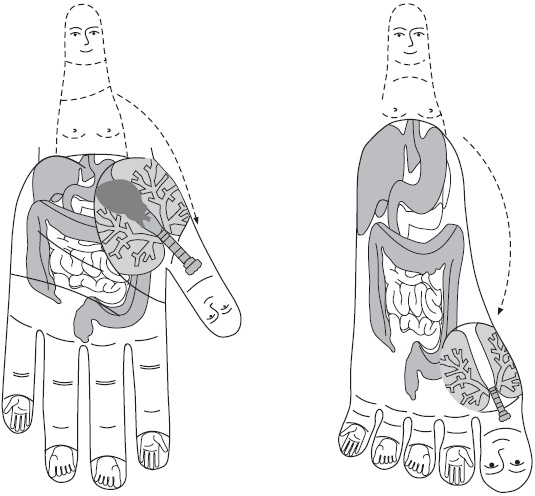 Иллюстрация к книге — Су-Джок. Самодиагностика и лечение [Autogen_eBook_id2.jpg]