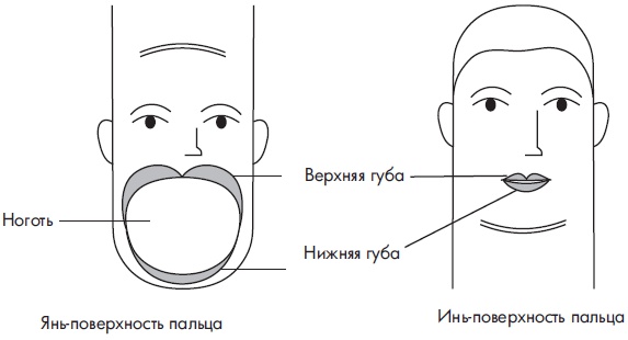 Иллюстрация к книге — Су-Джок. Самодиагностика и лечение [Autogen_eBook_id52.jpg]