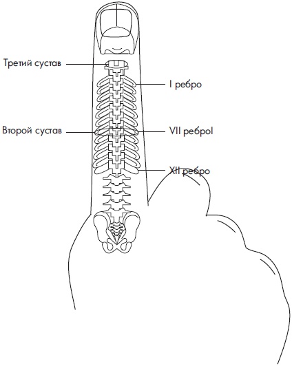 Иллюстрация к книге — Су-Джок. Самодиагностика и лечение [Autogen_eBook_id53.jpg]