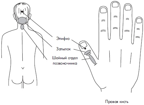 Иллюстрация к книге — Су-Джок. Самодиагностика и лечение [Autogen_eBook_id57.jpg]